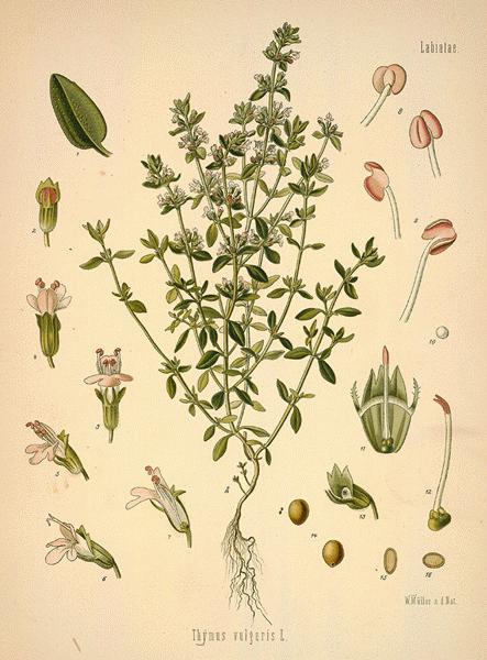 آویشن باغی - معرفی گیاهان پوششی